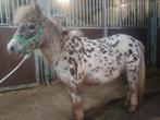 Verschillende pony merries, Dieren en Toebehoren, Pony's, Merrie