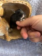 Super tamme dwerghamsters babys zoeken nog huisje(campbelli), Dieren en Toebehoren, Knaagdieren, Januari, Hamster, Tam