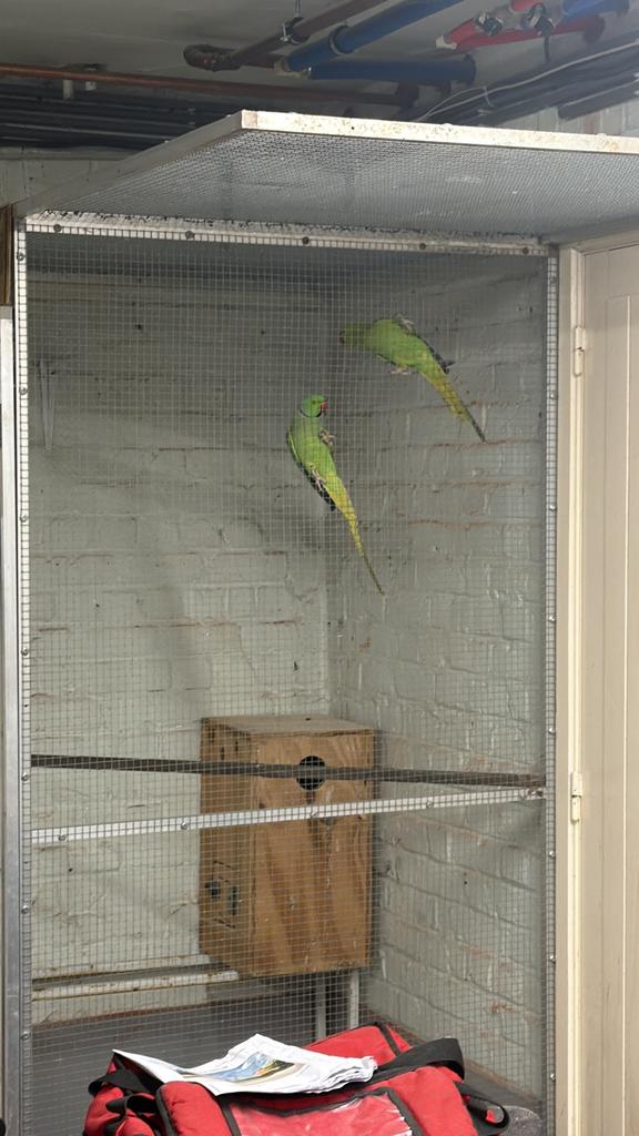 koppel halsbandparkieten, Dieren en Toebehoren, Vogels | Parkieten en Papegaaien