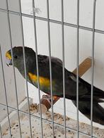 parkieten, Dieren en Toebehoren, Geringd