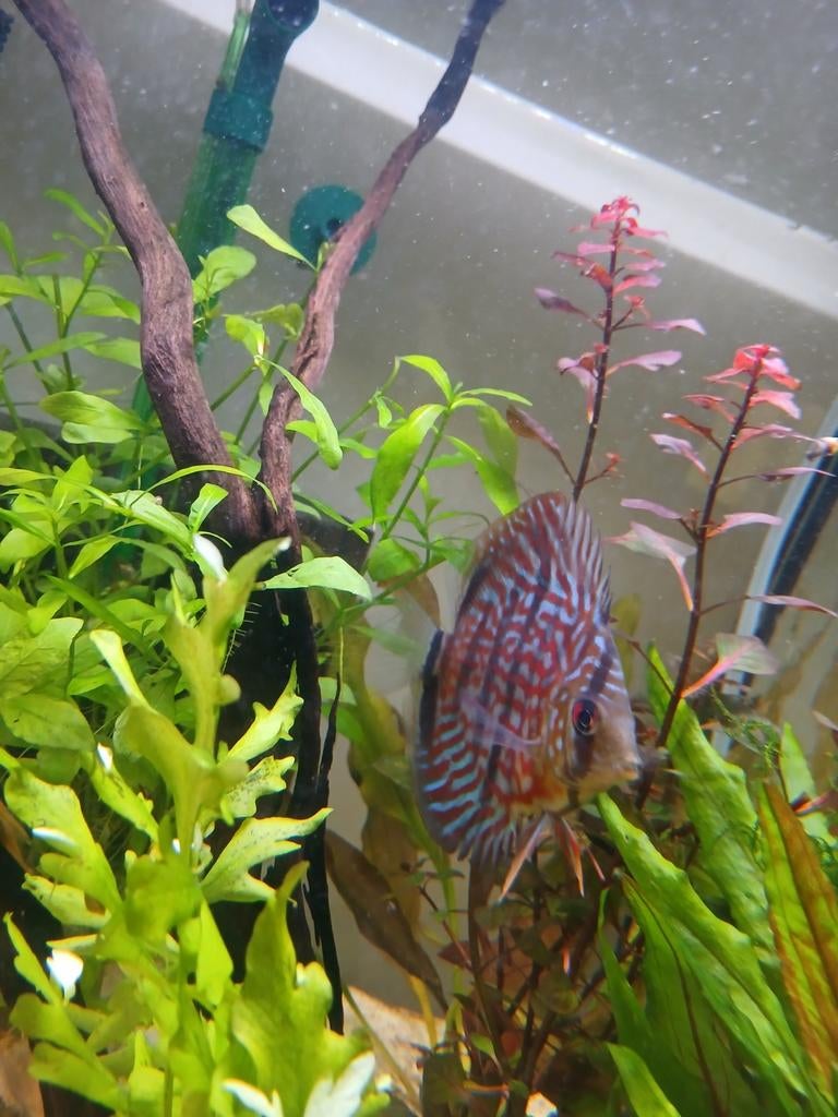 4 discus, Animaux & Accessoires