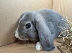Grijs hangoor konijn, Dieren en Toebehoren, Konijnen, Groot, Hangoor