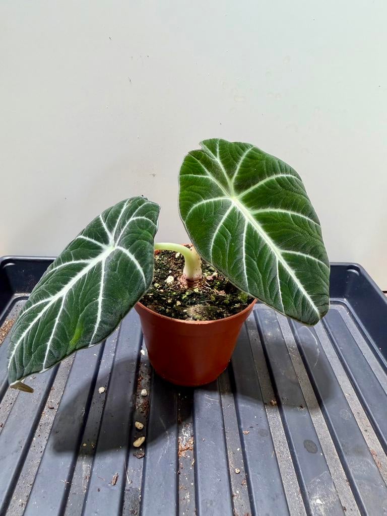 Alocasia black velvet, Ophalen of Verzenden