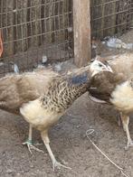 Violet  pauwen x zwartvleugel violet, Dieren en Toebehoren, Pluimvee