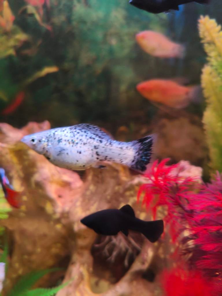 Molly’s te koop – mooie kleuren – vandaag ophalen Brugge”