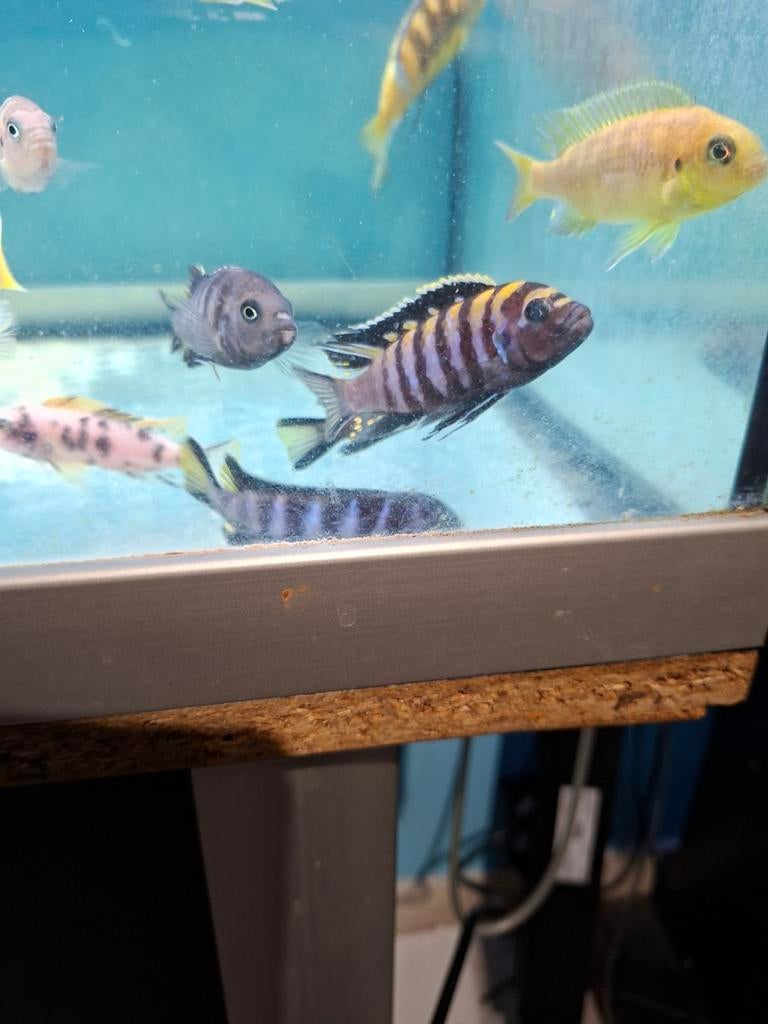 Cichlides malawi plusieurs espèces disponibles