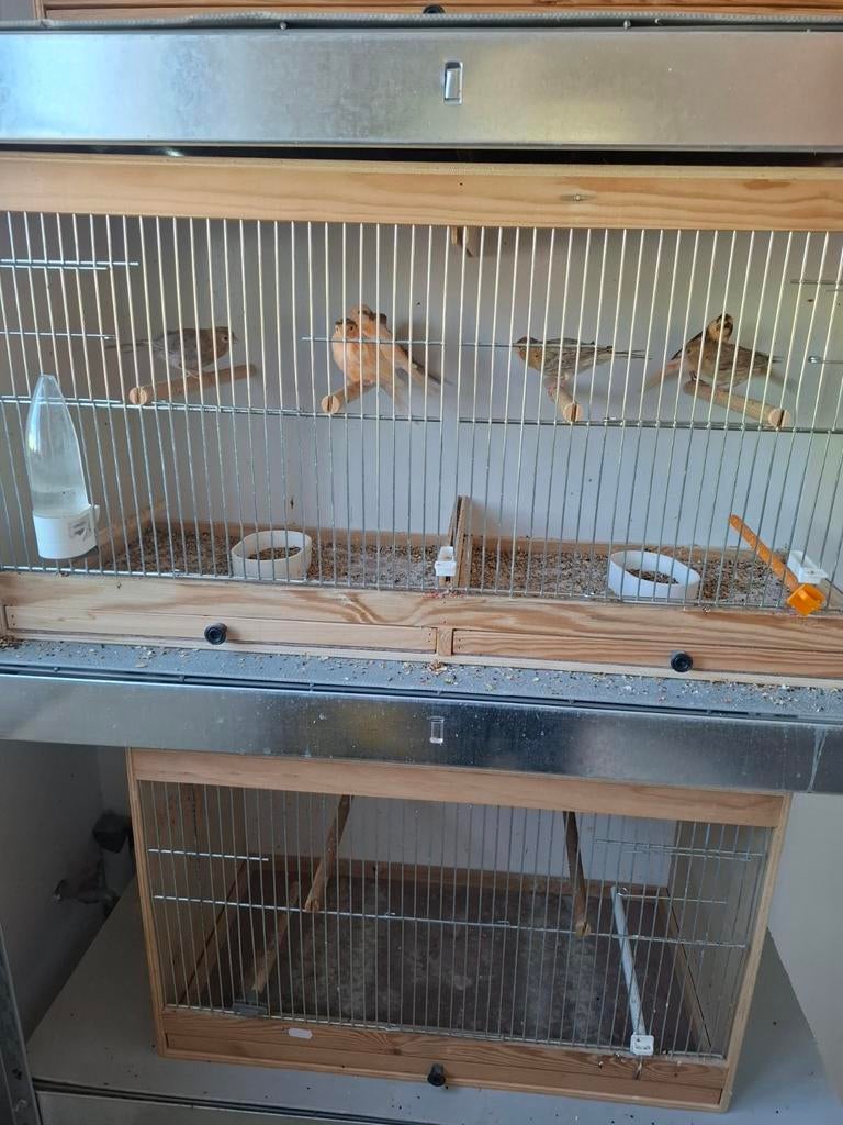 Kanarie s, Dieren en Toebehoren