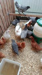 derniers jeunes poules avec action 5+1/10+3 GRATUITS, Femelle, Poule ou poulet