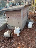 zijdehoen krielen hennen, Dieren en Toebehoren, Pluimvee, Vrouwelijk, Kip