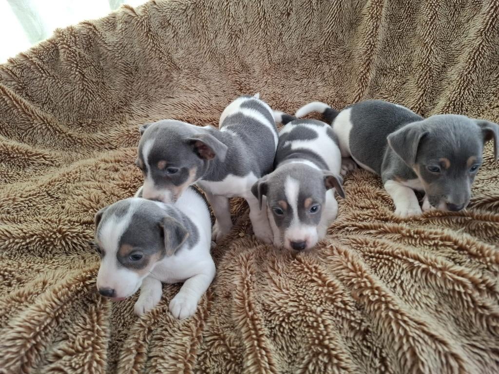 Jack Russel pups, Animaux & Accessoires, Chiens | Jack Russell & Terriers, Plusieurs animaux, Jack Russel Terrier, Éleveur | Professionnel