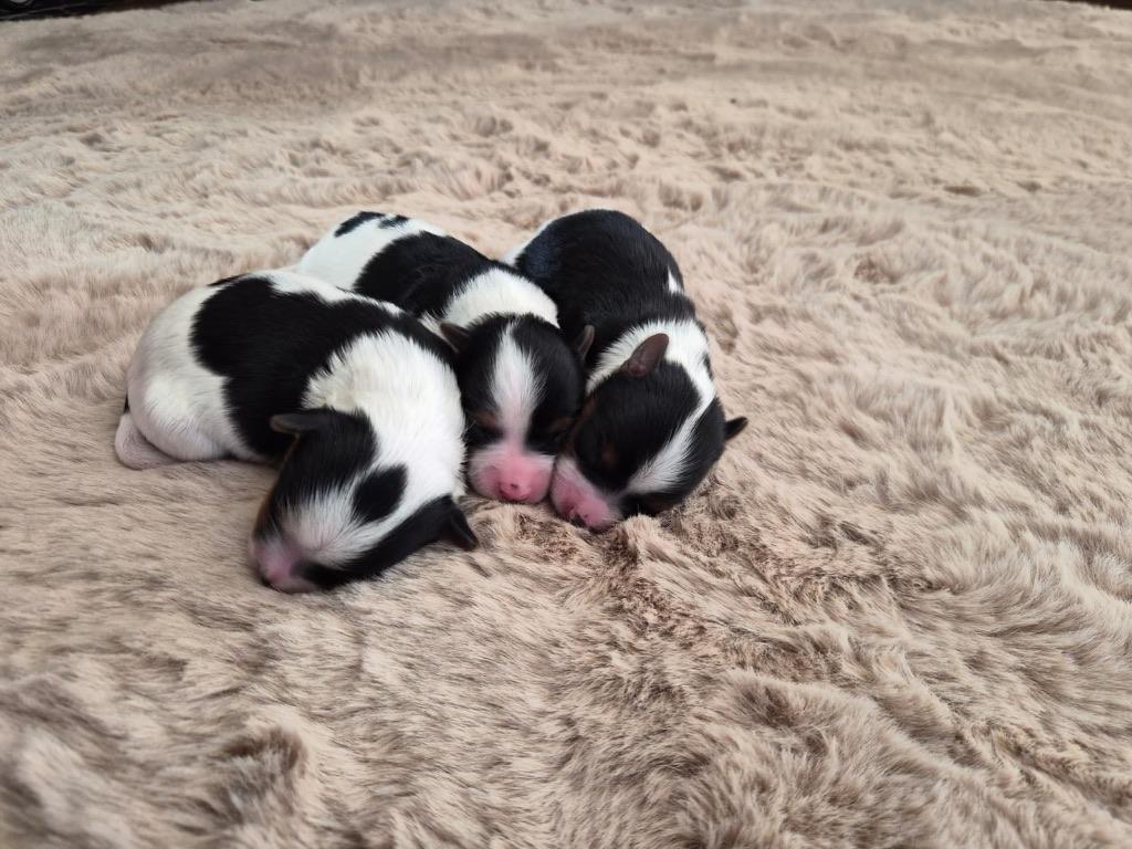 Yorkshire classique, biewer et exotique, Fokker | Hobbymatig, 8 tot 15 weken, Buitenland, Meerdere