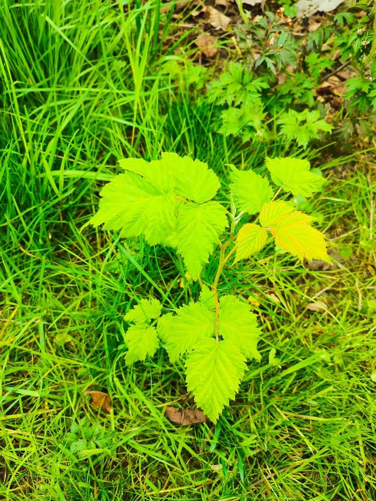 Frambozen, Ophalen, Volle zon, Vaste plant, Zomer