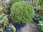 Ilex crenata Luxus globe, Tuin en Terras, Ophalen, Struik