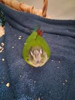 Handtamme pyrrhura, Dieren en Toebehoren, Geslacht onbekend, Parkiet, Geringd