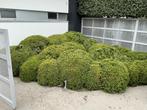 Buxus bollen/tuintje, Tuin en Terras, Ophalen, Buxus, Struik