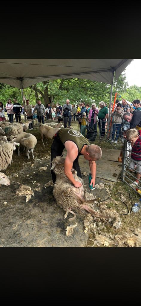 Schapen scheer service, Dieren en Toebehoren, Schapen, Geiten en Varkens