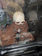 Brachypelma hamorii, Dieren en Toebehoren