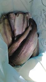 Zalm forellen, Dieren en Toebehoren, Reptielen en Amfibieën | Toebehoren, Ophalen