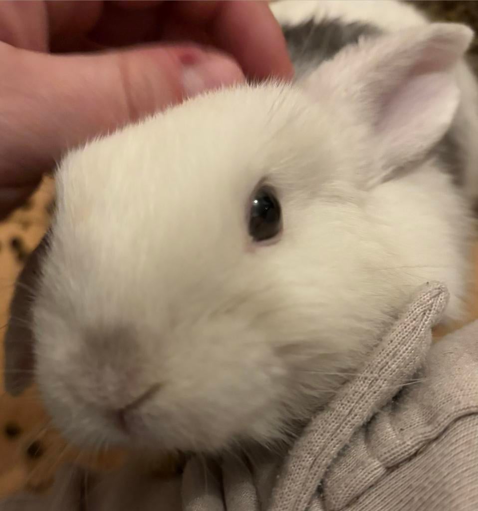 Schatige Mini lopje, Dieren en Toebehoren, Knaagdieren, Mannelijk, Overige typen, Februari, Tam