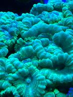 Fluo Caulastrea koraal, Dieren en Toebehoren