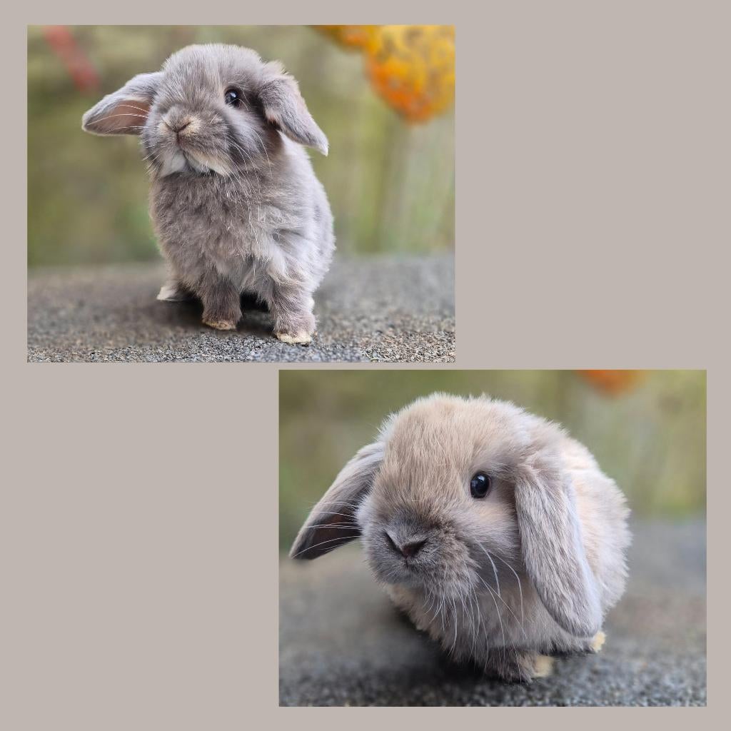 NHD x MINILOP KOPPELTJE, Plusieurs animaux, Nain, Oreilles tombantes, 0 à 2 ans