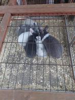 Dwergkonijn leeuwekopjes