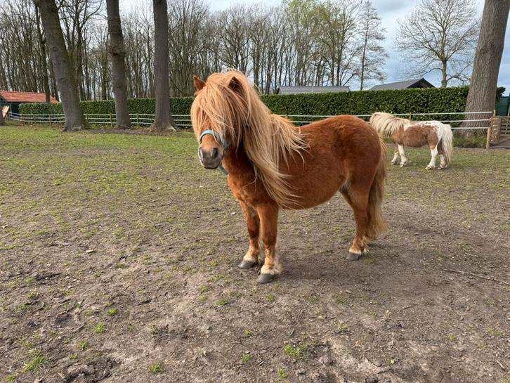 Merrie shetlander, Dieren en Toebehoren, Pony's, Merrie