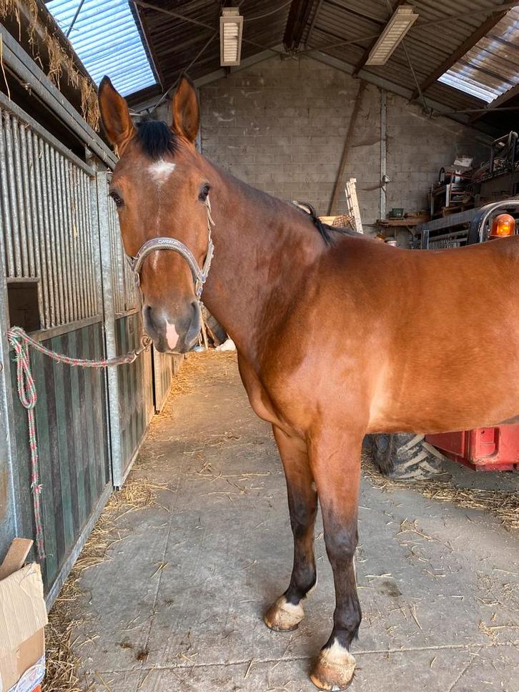 11 jarige ruin, Animaux & Accessoires, Chevaux, Hongre, 11 ans ou plus, Cheval de saut, Avec puce électronique, Vermifugé, Vacciné