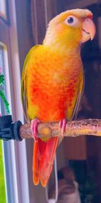 Handtamme pyrrhura parkiet te koop + kooi, Vrouwelijk, Parkiet, Geringd