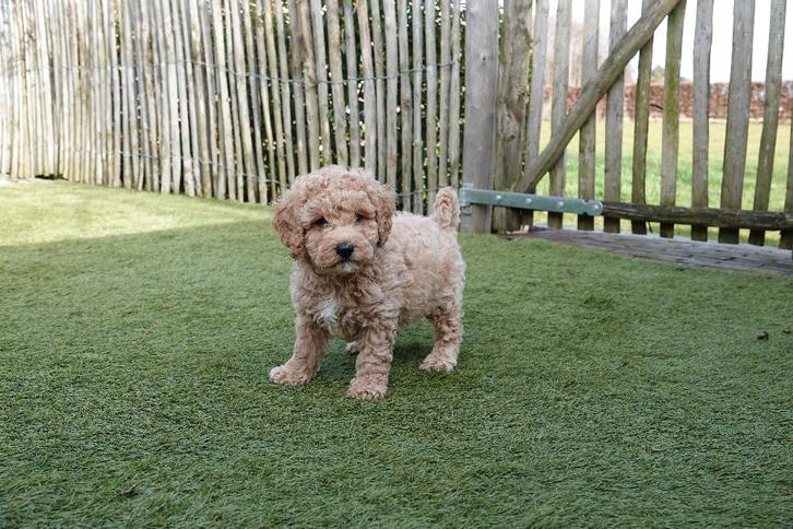 Chiots caniches nains, avec pedigree (parents testés), Animaux & Accessoires, Chiens | Chihuahuas & Chiens de compagnie, Plusieurs animaux