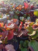 Schoenlapplant winterhart, Tuin en Terras, Planten | Tuinplanten, Ophalen