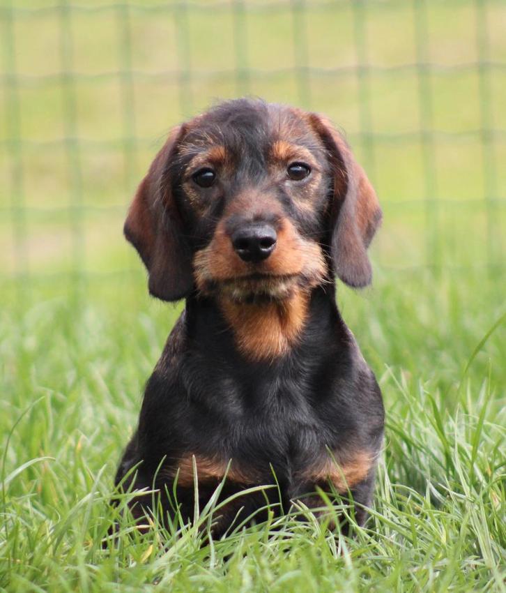 Teckel pup, Animaux & Accessoires, Chiens | Teckels & Bassets, Chien (mâle), Poils durs, Nain, Éleveur | Professionnel, Un chien