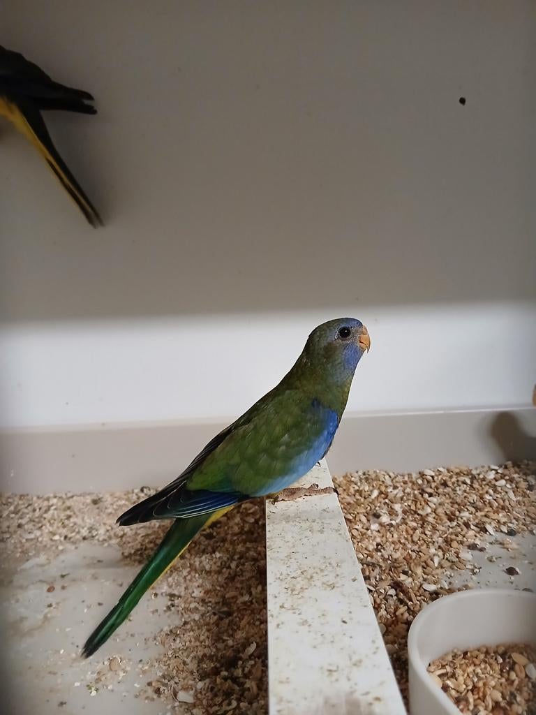 Splendid parkiet pop 2025, Vrouwelijk, Parkiet, Geringd