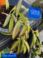 Hoya wayetti, Huis en Inrichting, Kamerplanten, Verzenden