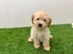Dwergpoedel pups, Poedel, België, 8 tot 15 weken, CDV (hondenziekte)