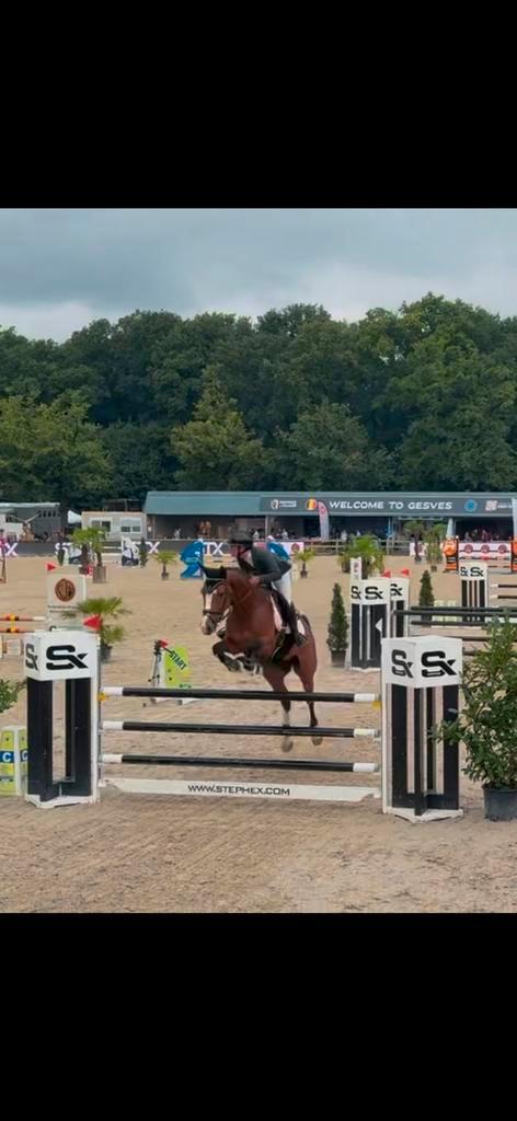 5jarig Springpaard met potentiël, Dieren en Toebehoren, Paarden, Ruin, L, 165 tot 170 cm, 3 tot 6 jaar, Springpaard, Met stamboom