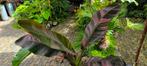 Musa nono pink variagata, Tuin en Terras, Planten | Tuinplanten, Ophalen, Winter
