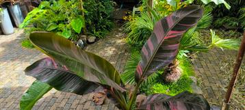 Musa nono pink variagata beschikbaar voor biedingen