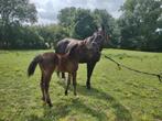 Prachtig zangersheide hengstenveulen, Springpaard, Gechipt, 0 tot 2 jaar, Hengst