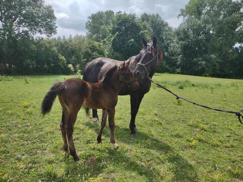Prachtig zangersheide hengstenveulen, Dieren en Toebehoren, Paarden, Hengst, 160 tot 165 cm, 0 tot 2 jaar, Springpaard, Met stamboom