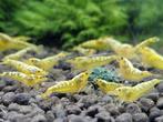 Caridina Galaxy Fishbone Yellow, Dieren en Toebehoren, Kreeft, Krab of Garnaal, Zoetwatervis
