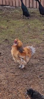 Kruising zijdehoenders hanen te koop, Dieren en Toebehoren