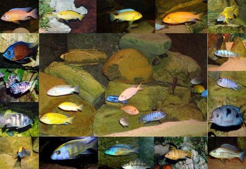 Malawi cichliden, Animaux & Accessoires, Poissons | Poissons d'aquarium