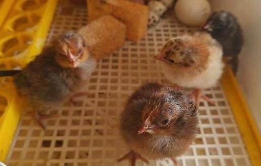 Een - maands -kuikens, Dieren en Toebehoren, Pluimvee, Kip, Meerdere dieren