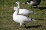 Rossganzen / rossgans / ganzen / gans, Dieren en Toebehoren, Pluimvee, Meerdere dieren, Gans of Zwaan