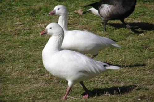 Rossganzen / rossgans / ganzen / gans, Dieren en Toebehoren, Pluimvee, Gans of Zwaan, Meerdere dieren