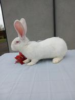 Duitse reus ram, Dieren en Toebehoren, Mannelijk, Groot, 0 tot 2 jaar