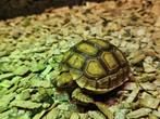 Tortue sulcata juvénile propre elevage, Animaux & Accessoires, Reptiles & Amphibiens, Tortue