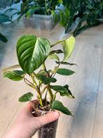 Philodendron Ornatum, Ophalen of Verzenden