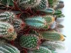 Cactus(3 voor 5 €, gratis verzending binnen Hasselt), Huis en Inrichting, Kamerplanten, Ophalen, Minder dan 100 cm, Bloeiende kamerplant